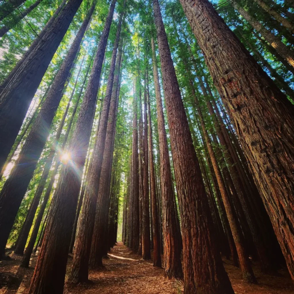 California Red Forest