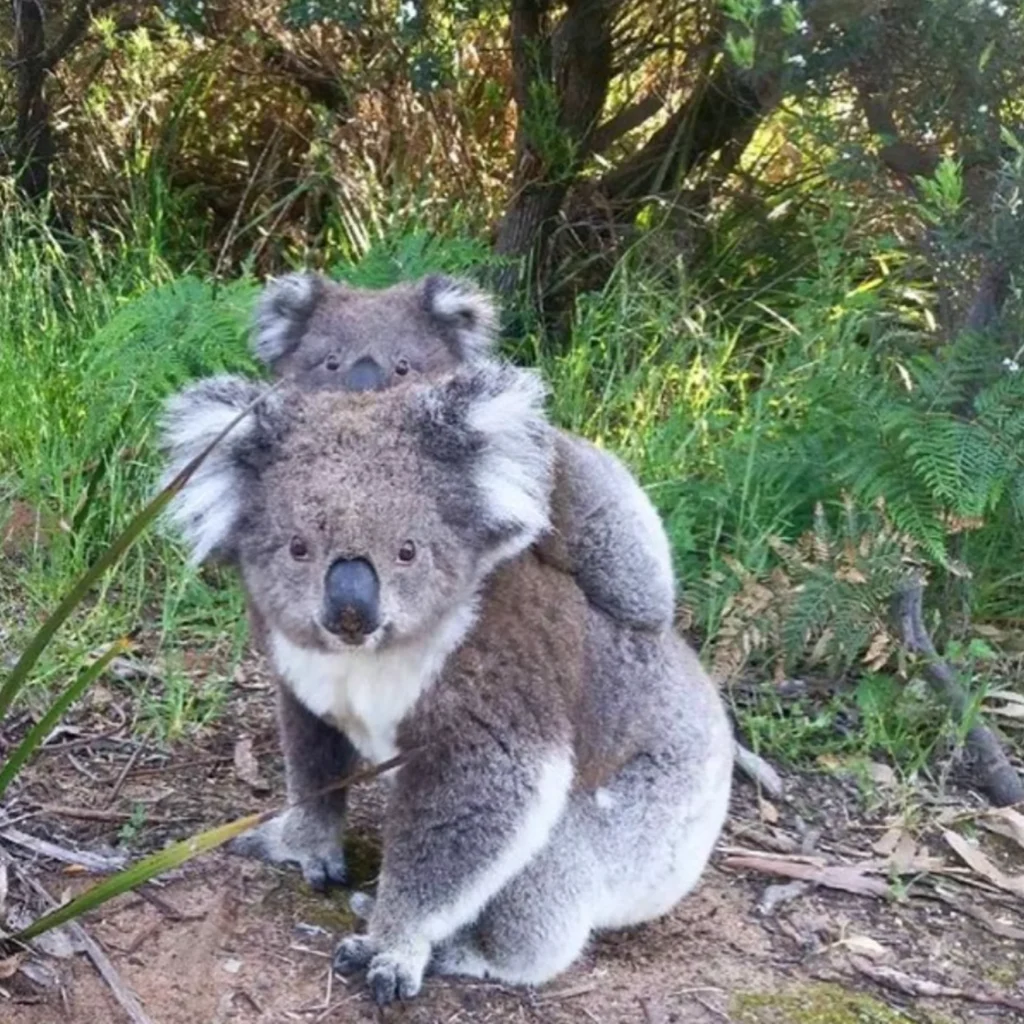 Kennett River Koala Walk